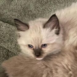 Charlie is a seal point male Ragdoll