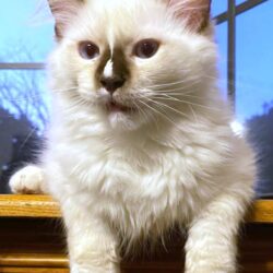 Pickle is a mitted seal point male  Ragdoll