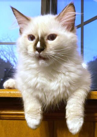 Pickle is a mitted seal point male  Ragdoll