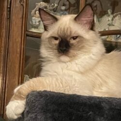 Romeo is a mitted seal point male Ragdoll