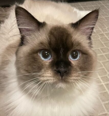 Our Ragdoll Cat king Yukon