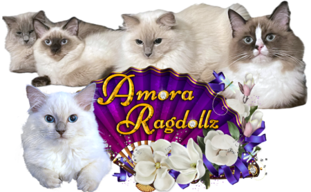 Amora Ragdollz