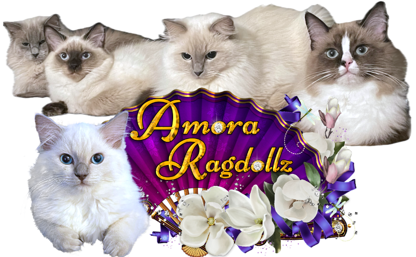 Amora Ragdollz