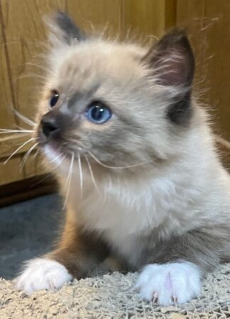 ragdoll kittens