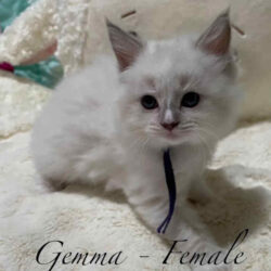 ragdoll kittens for sale