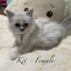 ragdoll kittens for sale