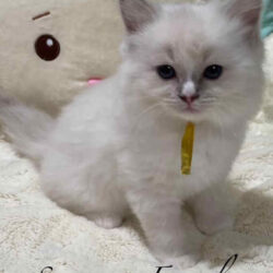 ragdoll kittens for sale