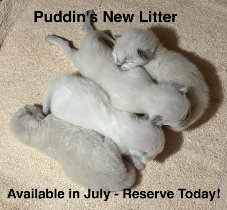 Puddins Litter