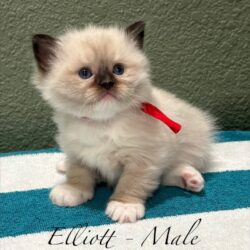 Elliot-male