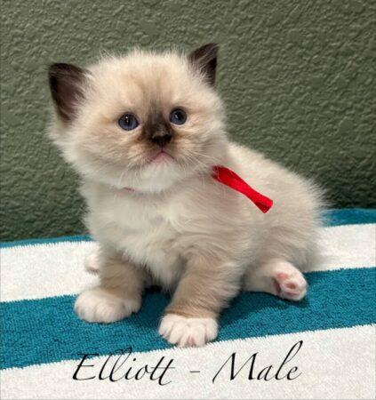 Elliot-male