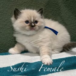 Sushi - Female