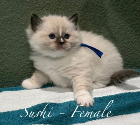 Sushi - Female