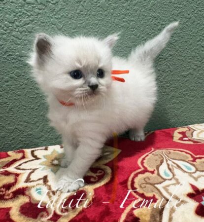 Tahiti - female