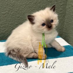 Gimo - Male
