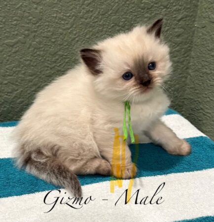 Gimo - Male