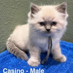 Casino-male