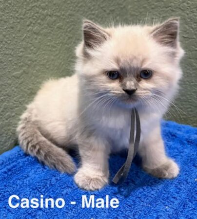 Casino-male