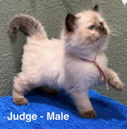 Judge